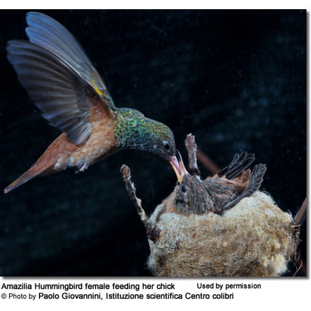 Amazilia
Hummingbird with chick