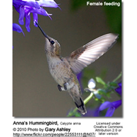 Anna’s Hummingbird, Calypte anna 