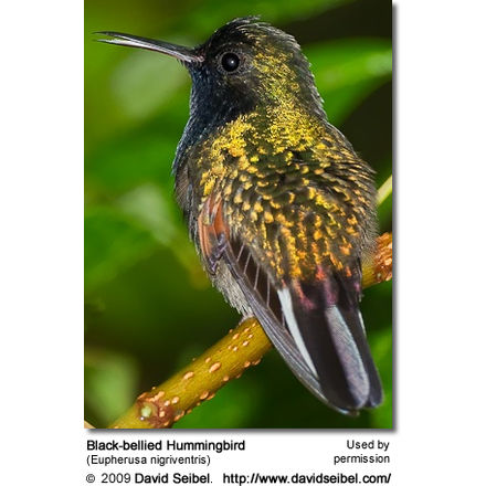 BlackbelliedHummingbird