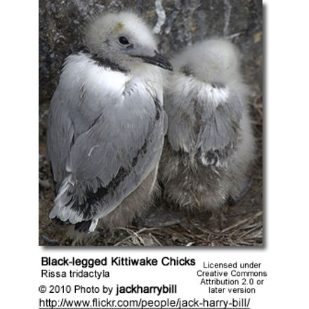 Black-legged
Kittiwake Chicks