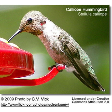 CalliopeHummingbird