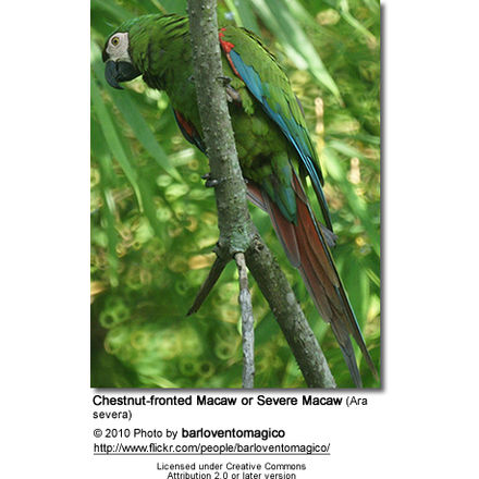 Chestnut-fronted Macaw or Severe Macaw (Ara severa)