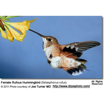 FemaleRufousHummingbird (2)