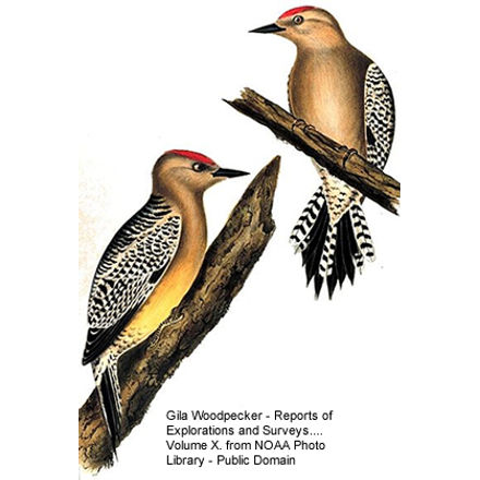 Gila Woodpecker
- Illustration