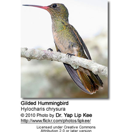 Gilded Hummingbird (Hylocharis chrysura), also known as the Gilded Sapphire