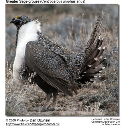 Greater Sage-grouse 
