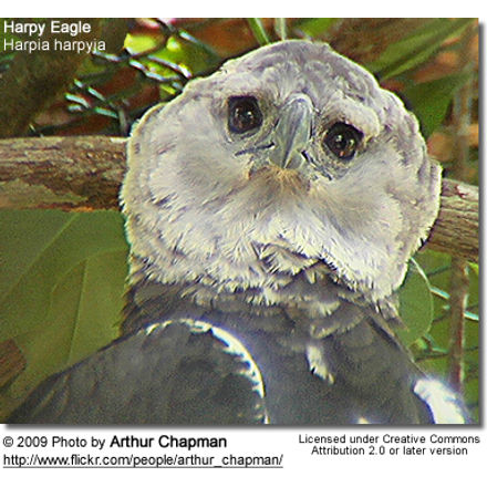 Harpy Eagle (Harpia
harpyja), sometimes known as the American Harpy Eagle