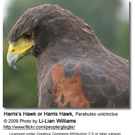 Harris’s Hawk or
Harris Hawk, Parabuteo unicinctus