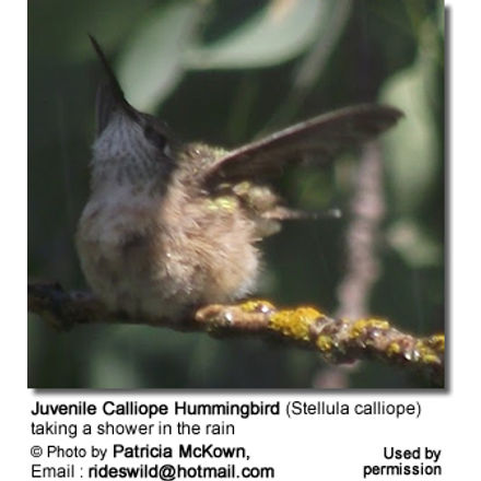 JuvenileCalliopeHummingbird