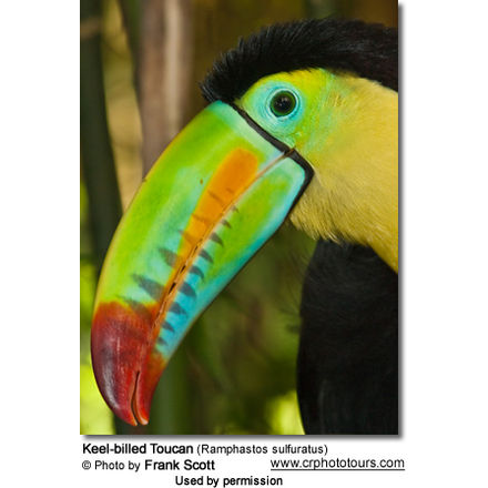 Keel-billed
Toucan