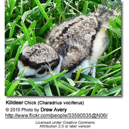 Killdeer Chick
(Charadrius vociferus)