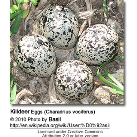 Killdeer Eggs
(Charadrius vociferus)