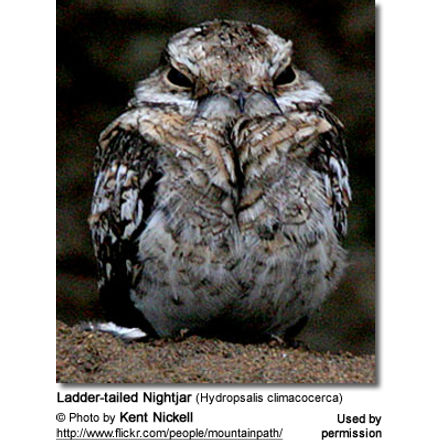 Ladder-tailed
Nightjar (Hydropsalis climacocerca)