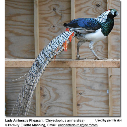 Lady Amherst's Pheasant (Chrysolophus amherstiae)