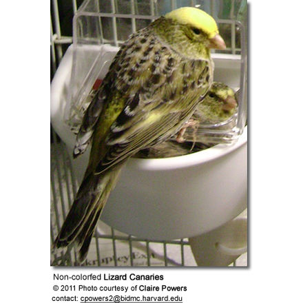 Non-colorfed Lizard
Canaries 