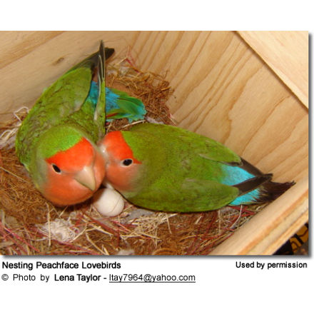 Nesting Peachface Lovebirds