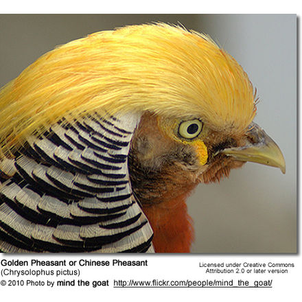 Golden
Pheasant or 