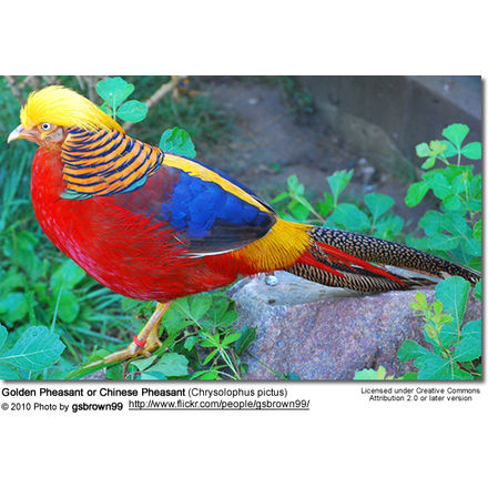 Golden
Pheasant or Chinese Pheasant (Chrysolophus pictus)