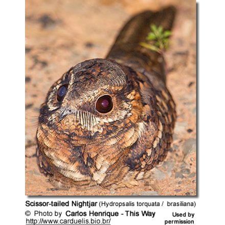 Scissor-tailed Nightjar (Hydropsalis torquata / brasiliana)
