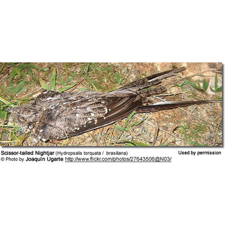 Scissor-tailed Nightjar (Hydropsalis torquata / brasiliana) 