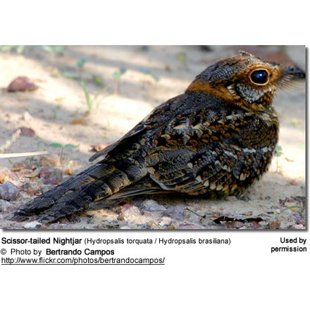 Scissor-tailed Nightjar (Hydropsalis torquata / Hydropsalis brasiliana)
