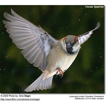House Sparrow in
flight