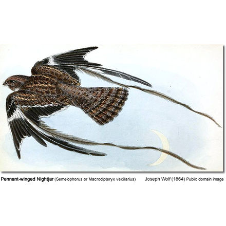Macrodipteryx - Beauty of Birds