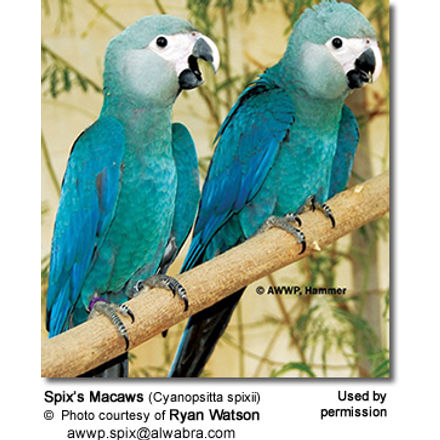 Spix's Macaws (Cyanopsitta spixii)