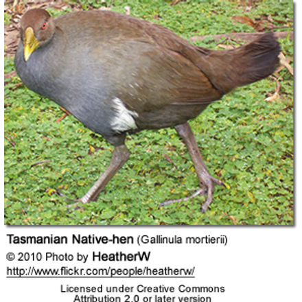 TasmanianNativehen4