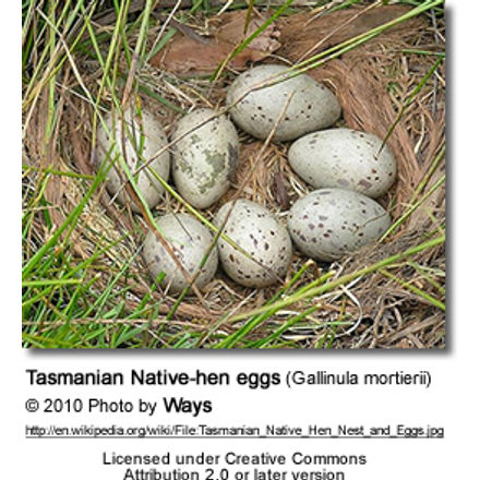 TasmanianNativeheneggs