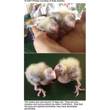 10-day old chicks