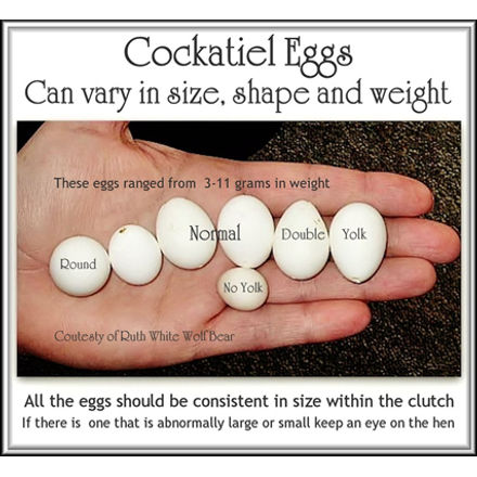 Cockatiel Eggs - different sizes