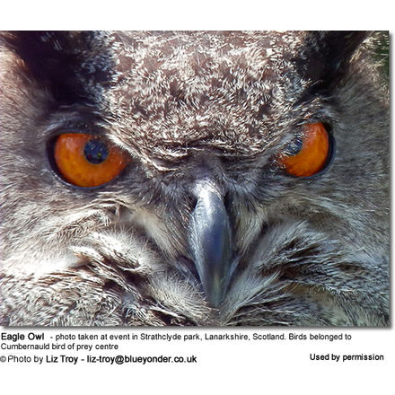 Eagle Owl - photo taken at
event in Strathclyde park, Lanarkshire, Scotland. Birds belonged to Cumbernauld
bird of prey centre 
