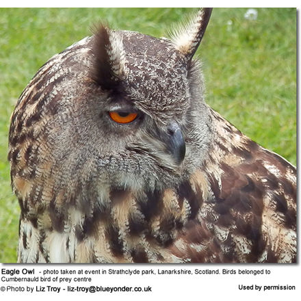 Eagle Owl - photo taken at event in Strathclyde park, Lanarkshire,
Scotland. Birds belonged to Cumbernauld bird of prey centre 