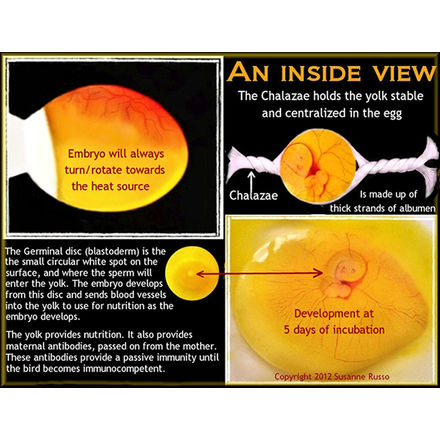 Developments inside the egg
