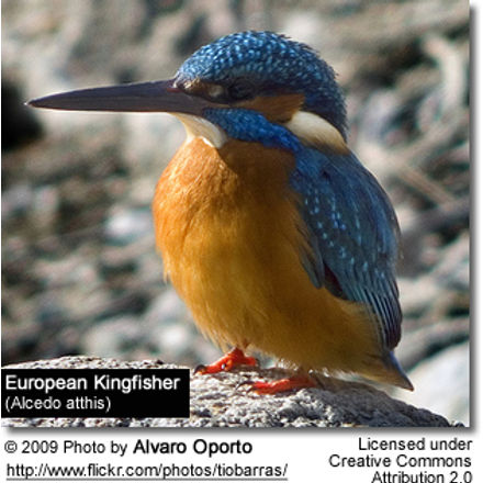 europeankingfisher3