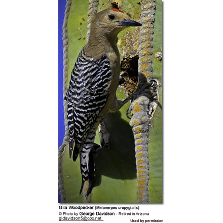 Gila
Woodpecker (Melanerpes uropygialis)