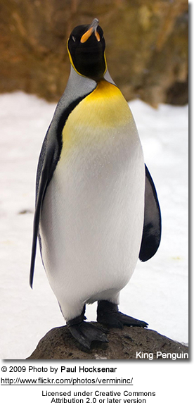 King
Penguin