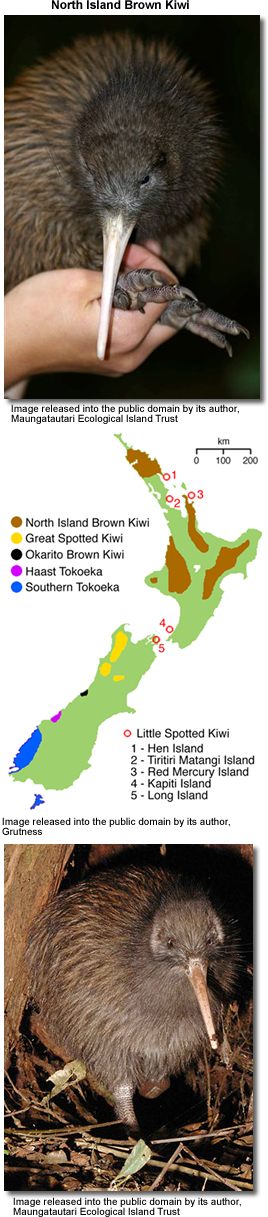 Kiwis and
Distribution Map