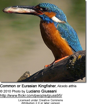 Male European Kingfisher