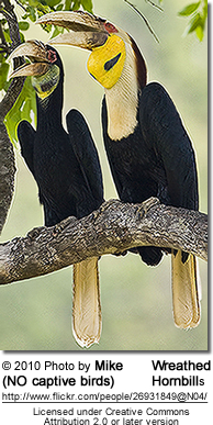 Wreathed Hornbill (Rhyticeros undulatus), also known as the
Bar-pouched Wreathed Hornbill