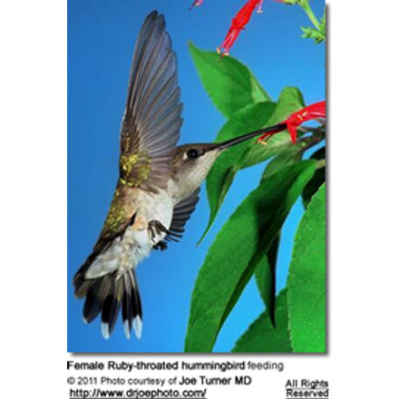 Black-chinned
Hummingbird (Archilochus alexandri)
