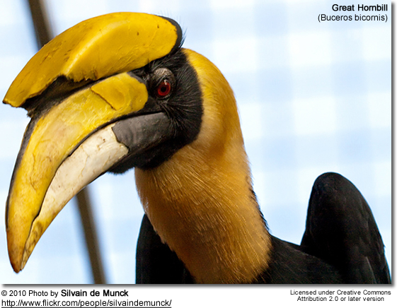 Great Hornbill (Buceros
bicornis) also known as Great Indian Hornbill or Great Pied Hornbill