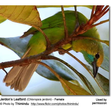 Jerdon's Leafbird (Chloropsis
jerdoni) - Female