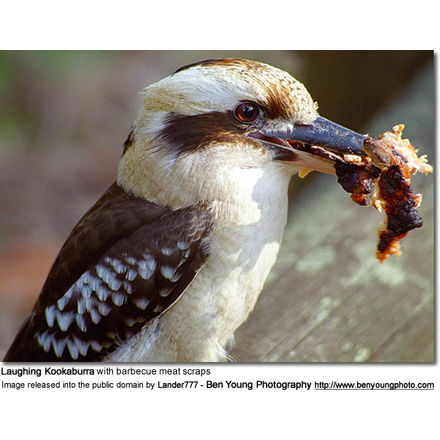 Laughing Kookaburra with
barbecue meat scraps