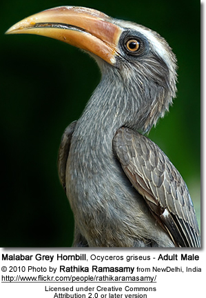 Malabar Grey
Hornbill
