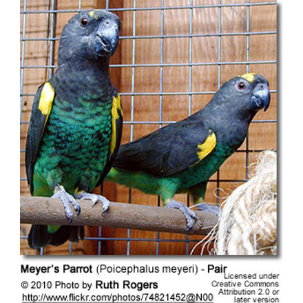 Meyer’s Parrot (Poicephalus meyeri) - Pair