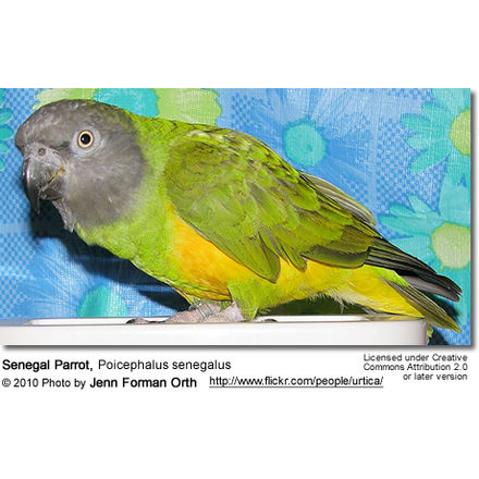 Senegal Parrot, Poicephalus senegalus