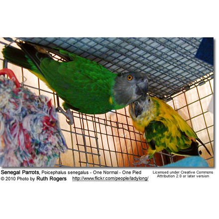 Senegal Parrot (Poicephalus senegalus) - 1 Normal and 1 Pied