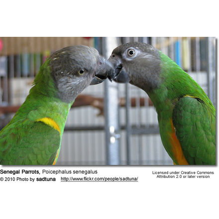 Senegal Parrots, Poicephalus senegalus